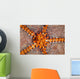 Tiny Shrimp Periclimenes Soror Wall Decal Design 1