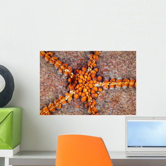 Tiny Shrimp Periclimenes Soror Wall Decal Design 1