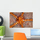 Tiny Shrimp Periclimenes Soror Wall Decal Design 1