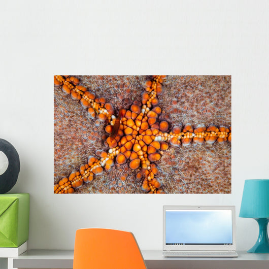 Tiny Shrimp Periclimenes Soror Wall Decal Design 1