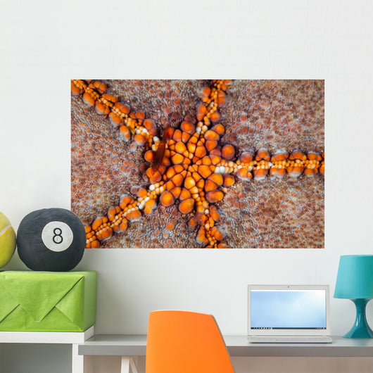 Tiny Shrimp Periclimenes Soror Wall Decal Design 1
