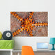 Tiny Shrimp Periclimenes Soror Wall Decal Design 1