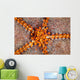 Tiny Shrimp Periclimenes Soror Wall Decal Design 1