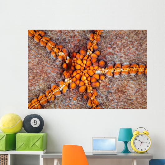 Tiny Shrimp Periclimenes Soror Wall Decal Design 1