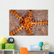 Tiny Shrimp Periclimenes Soror Wall Decal Design 1