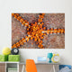 Tiny Shrimp Periclimenes Soror Wall Decal Design 1