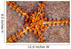 Tiny Shrimp Periclimenes Soror Wall Decal Design 1