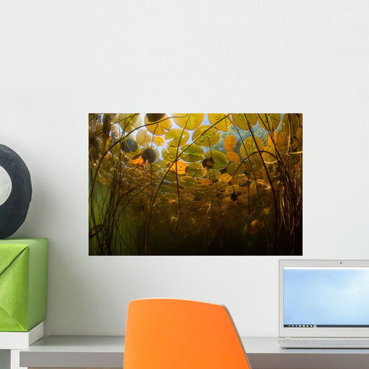 Colorful Lily Pads Grow Wall Decal Design 1