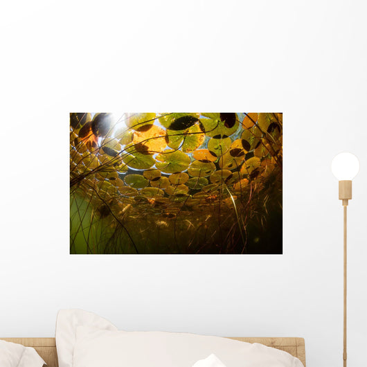 Sunlight Shines down Lily Wall Decal Design 3