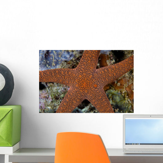 Small Sea Star Clings Wall Decal