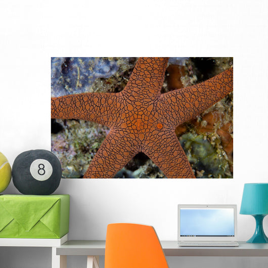 Small Sea Star Clings Wall Decal