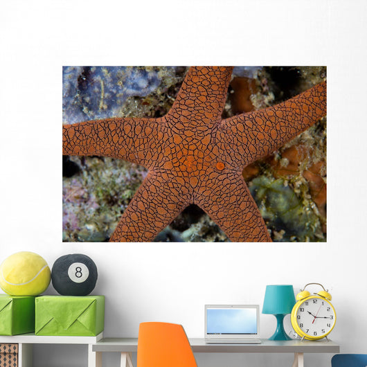 Small Sea Star Clings Wall Decal