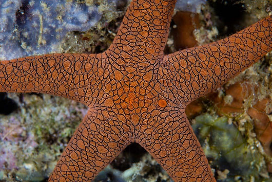 Small Sea Star Clings Wall Decal