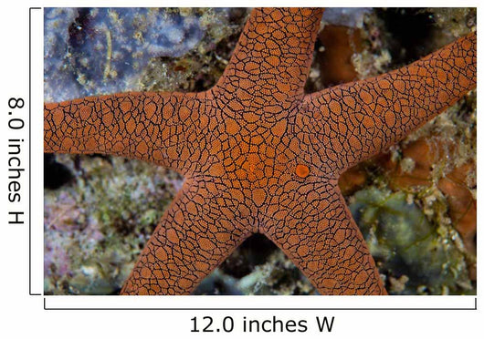 Small Sea Star Clings Wall Decal