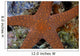 Small Sea Star Clings Wall Decal