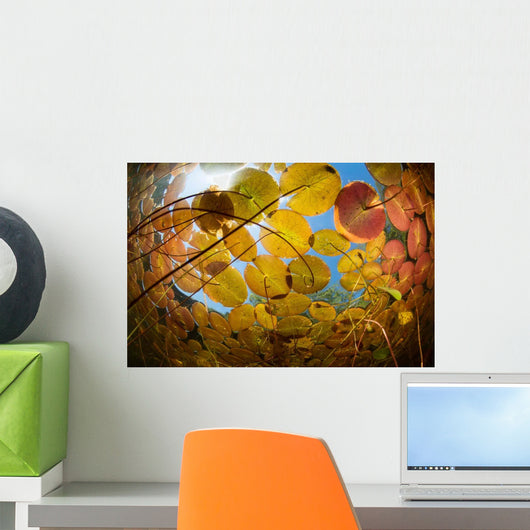 Sunlight Shines down Lily Wall Decal Design 2