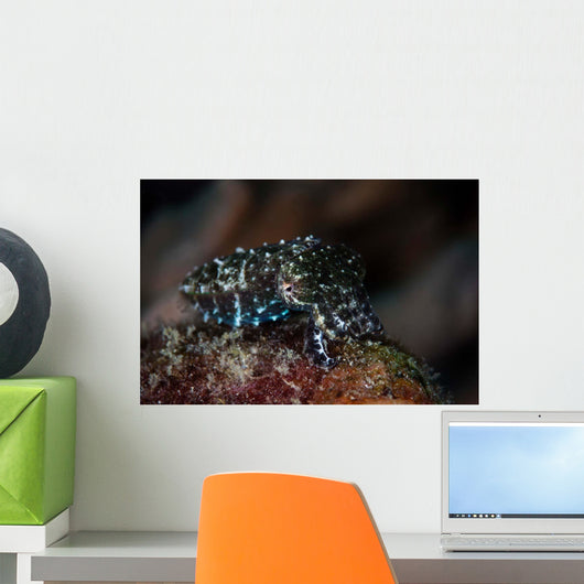 Tiny Crinoid Cuttlefish Sepia Wall Decal Design 2