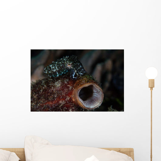 Tiny Crinoid Cuttlefish Sepia Wall Decal Design 1