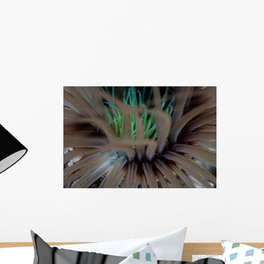 Detail Tentacles Tube Anemone Wall Decal
