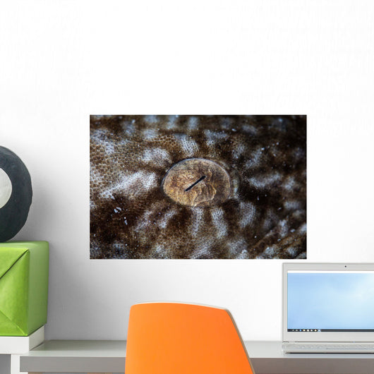 Detail Eye Tasseled Wobbegong Wall Decal Design 1