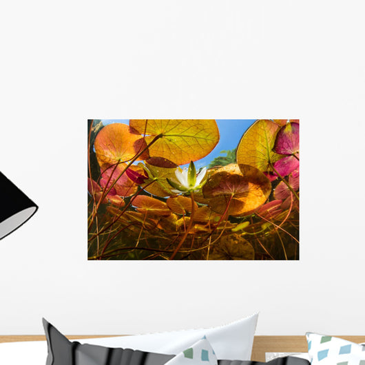 Sunlight Shines down Lily Wall Decal Design 1