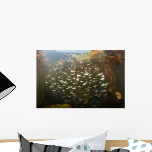 Schooling Minnows Swim through Wall Decal