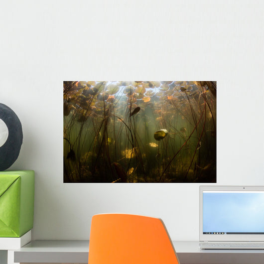 Sunlight Shines Lily Pads Wall Decal Design 2