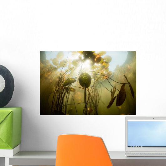 Sunlight Shines Lily Pads Wall Decal Design 1