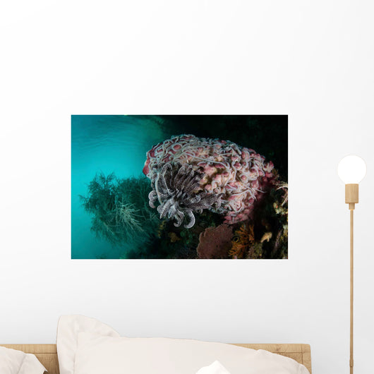 Crinoid and White Sea Wall Decal