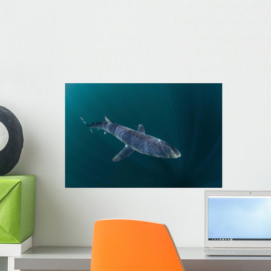 Sleek Blue Shark Swimming Wall Decal Design 10
