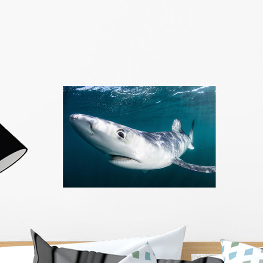 Sleek Blue Shark Swimming Wall Decal Design 9