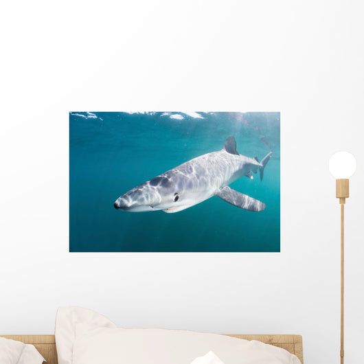 Sleek Blue Shark Swimming Wall Decal Design 8