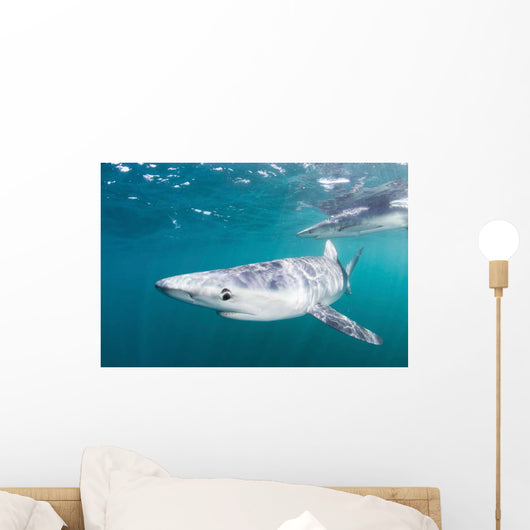 Sleek Blue Shark Swimming Wall Decal Design 7