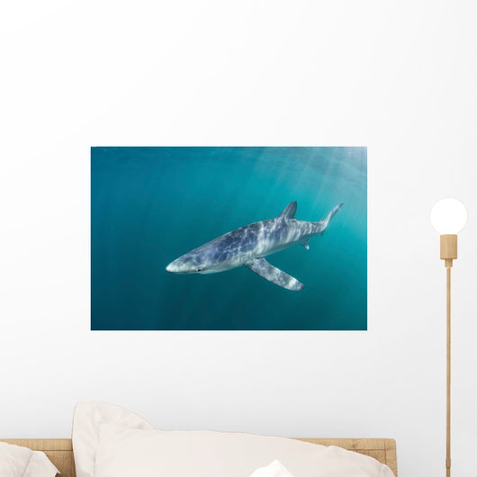 Sleek Blue Shark Swimming Wall Decal Design 6