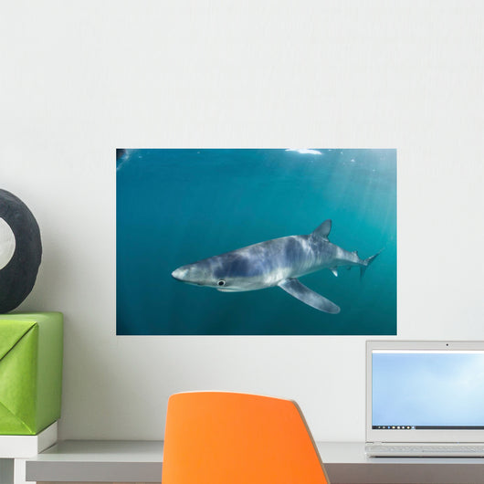 Sleek Blue Shark Swimming Wall Decal Design 5