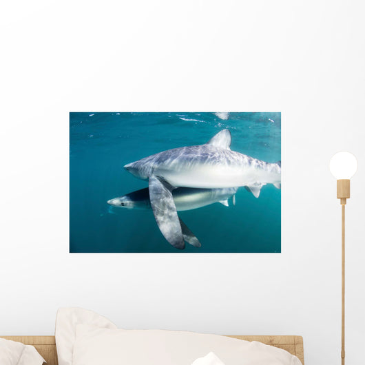 Sleek Blue Shark Swimming Wall Decal Design 4
