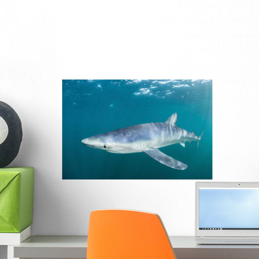 Sleek Blue Shark Swimming Wall Decal Design 1