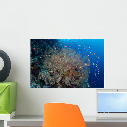 Colorful Fish Swim around Wall Decal
