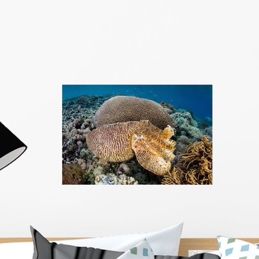 Broadclub Cuttlefish Uses Camouflage Wall Decal