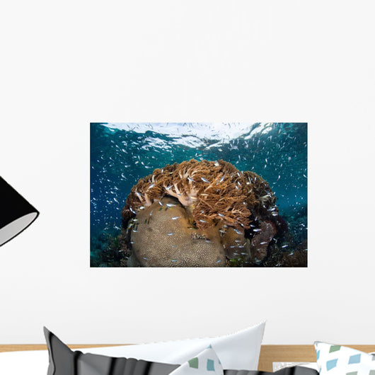 Beautiful and Healthy Coral Wall Decal Design 1