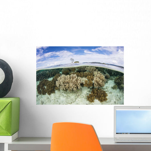Variety Corals Grow Shallow Wall Decal Design 4