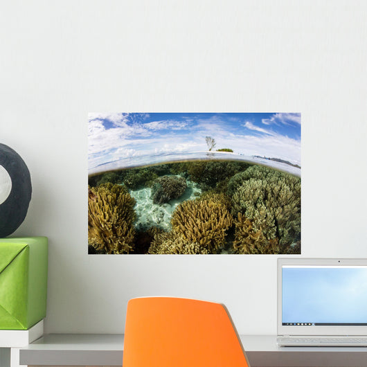 Variety Corals Grow Shallow Wall Decal Design 2