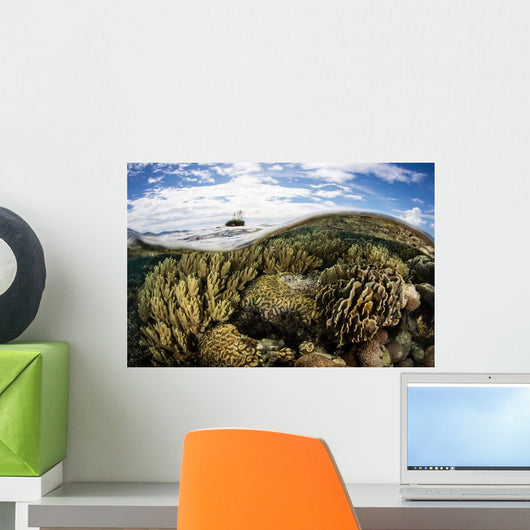 Variety Corals Grow Shallow Wall Decal Design 1