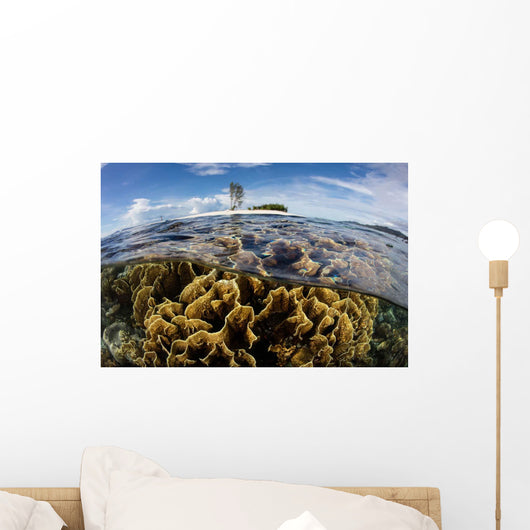 Colony Fire Corals Grows Wall Decal