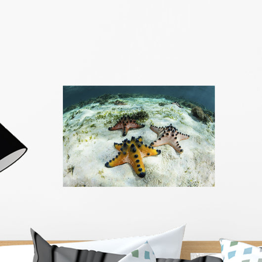Chocolate Chip Starfish Cling Wall Decal