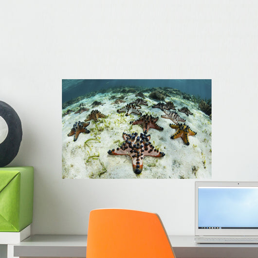 Chocolate Chip Starfish Cling Close-up Wall Decal