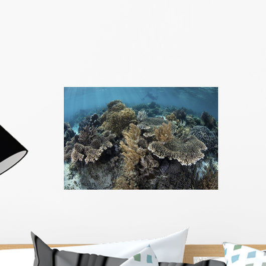Beautiful and Fragile Coral with Diver Wall Decal