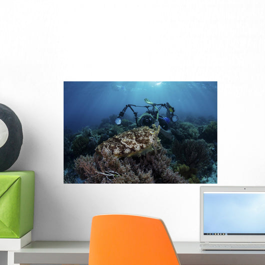 Broadclub Cuttlefish Hovers Diver Close-up Wall Decal