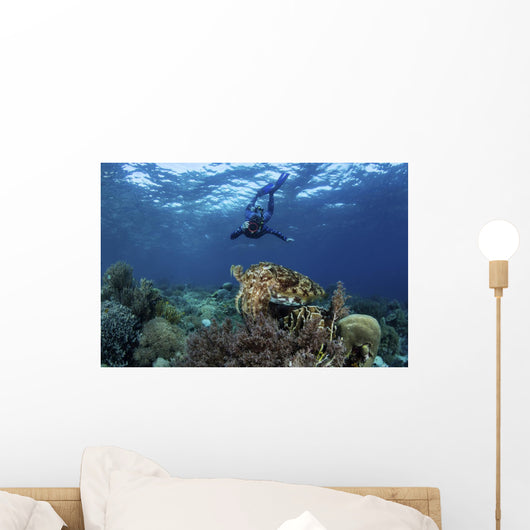 Broadclub Cuttlefish Hovers with Diver Wall Decal