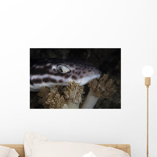 Coral Catshark Rests Seafloor Wall Decal